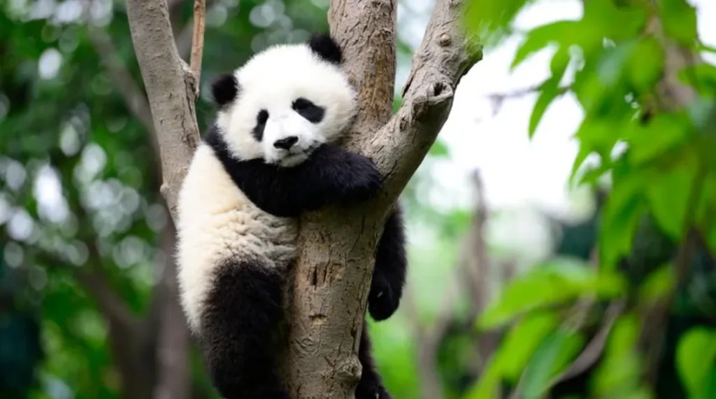 Life Cycle of the Panda