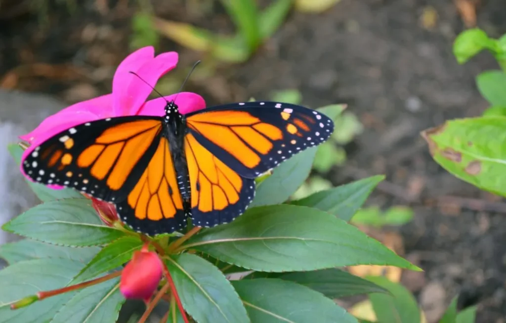 Life of Butterfly Cycle