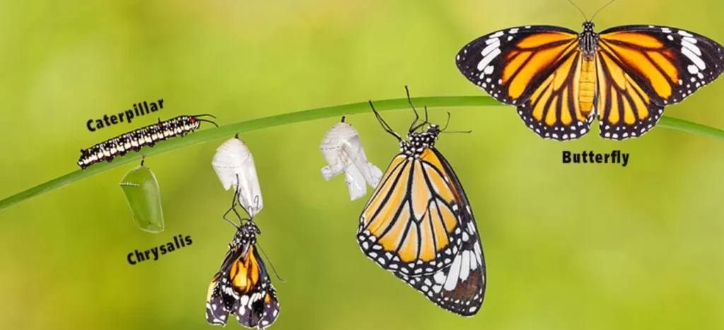Life of Butterfly Cycle