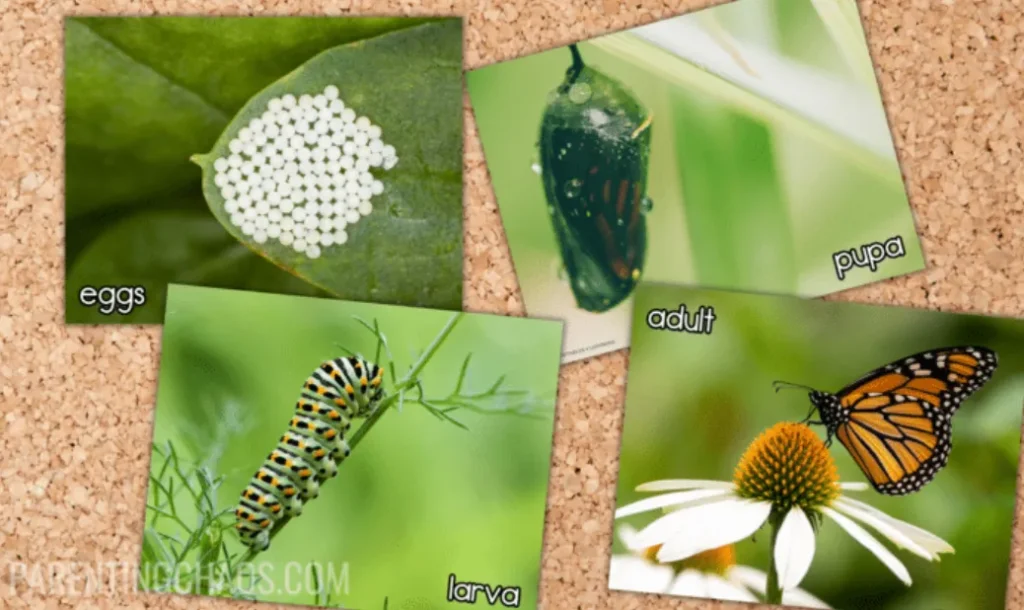 Life of Butterfly Cycle