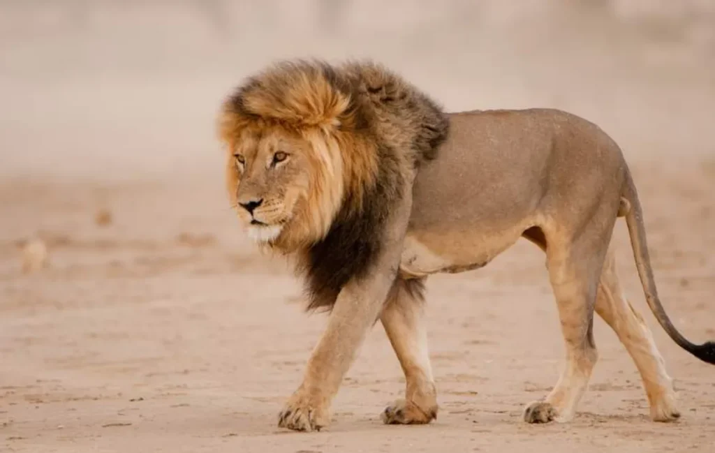 Lion Life Cycle