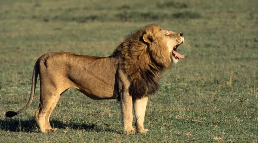 Lion Life Cycle