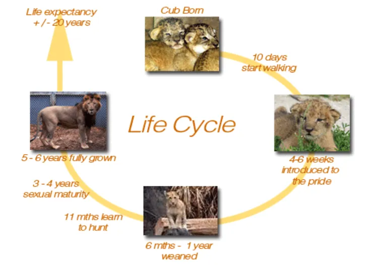 Lion Life Cycle