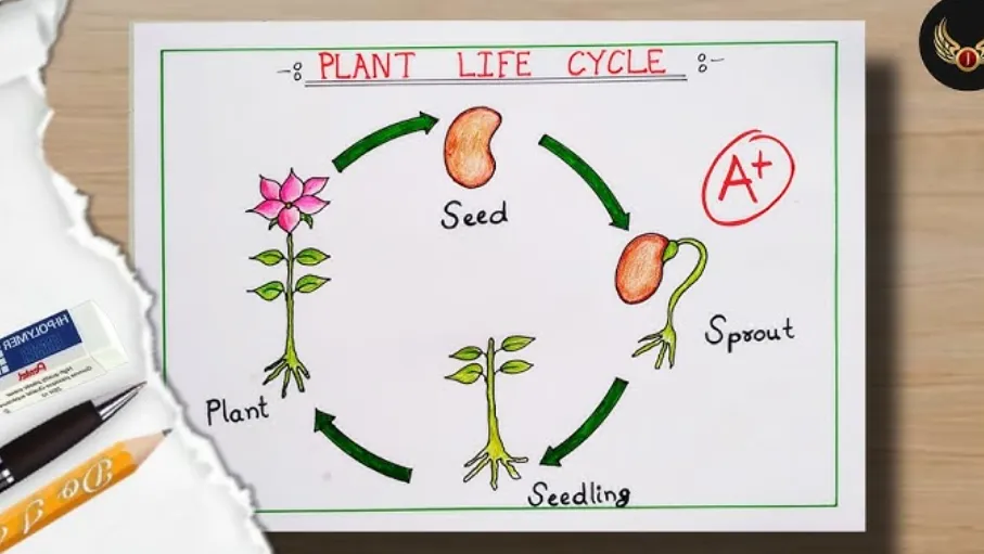 The Complete Life Cycle of Plants From Seed to Survival