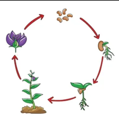 The Complete Life Cycle of Plants From Seed to Survival
