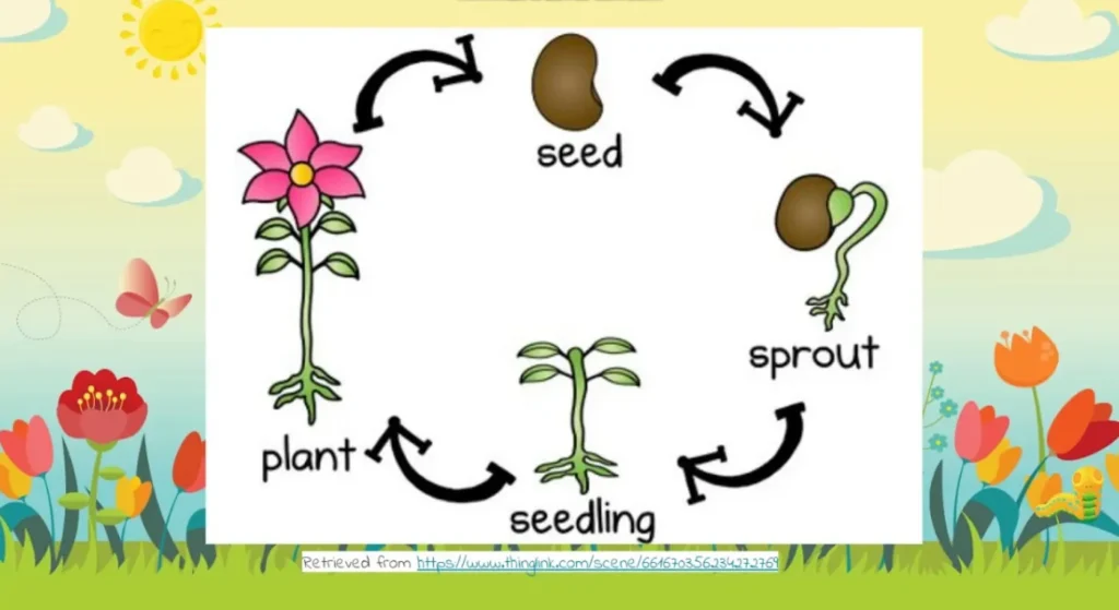 The Complete Life Cycle of Plants From Seed to Survival