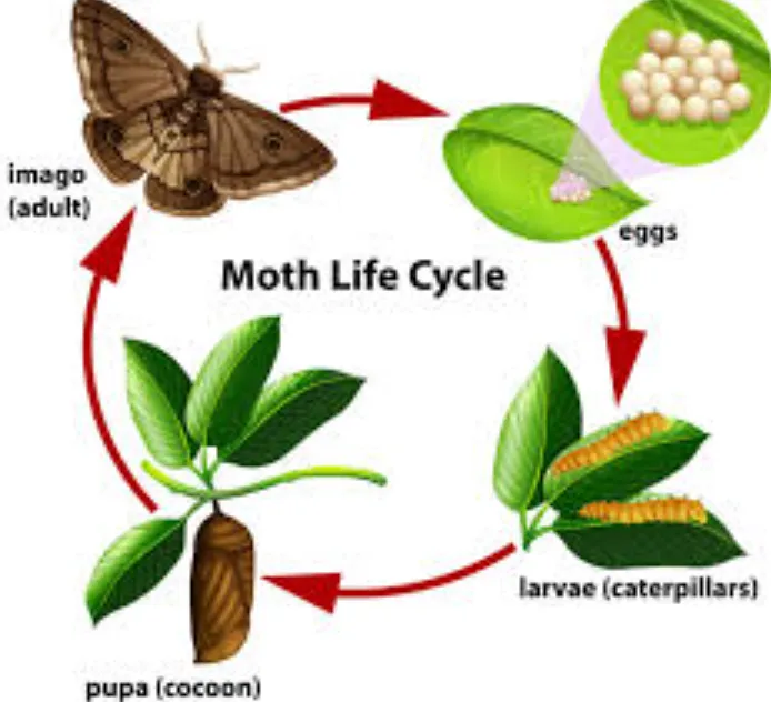 The Complete Life Cycle of a Moth Stages, Survival Secrets, and Ecological Importance Explained