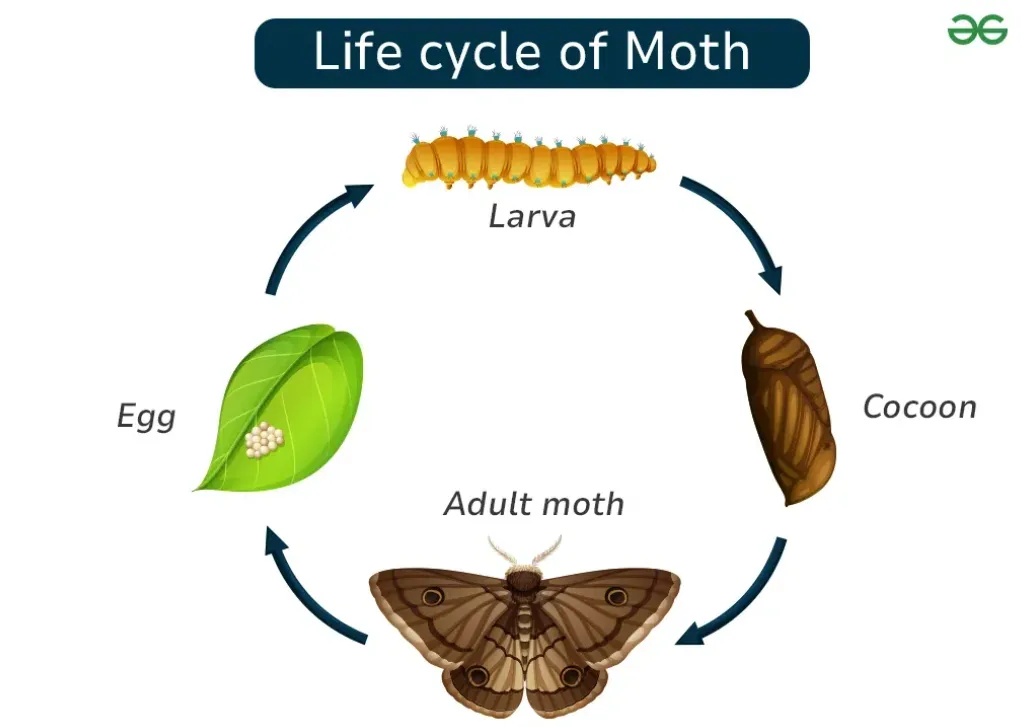 The Complete Life Cycle of a Moth Stages, Survival Secrets, and Ecological Importance Explained