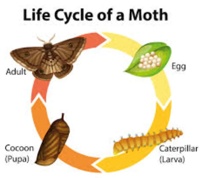 The Complete Life Cycle of a Moth Stages, Survival Secrets, and Ecological Importance Explained