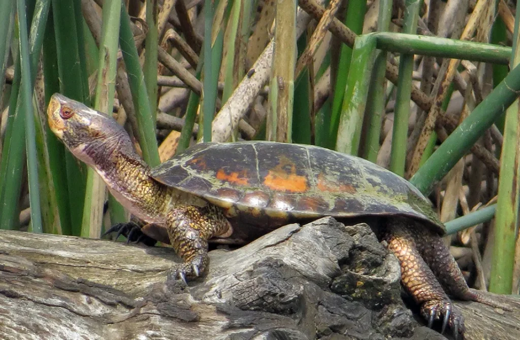 The Complete Life Cycle of a Turtle From Tiny Hatchling to Ancient Survivor (Full Guide)