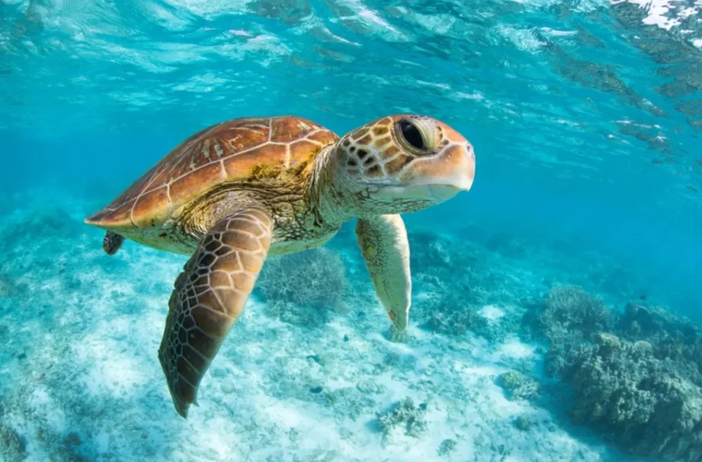 The Complete Life Cycle of a Turtle From Tiny Hatchling to Ancient Survivor (Full Guide)