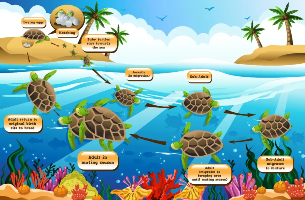 The Complete Life Cycle of a Turtle From Tiny Hatchling to Ancient Survivor (Full Guide)