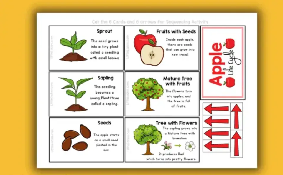 The Complete Life Cycle of an Apple Tree Growth Stages, Survival, and Secrets to Thriving Orchards