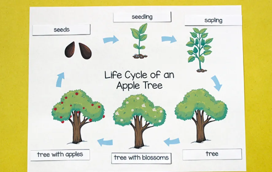 The Complete Life Cycle of an Apple Tree Growth Stages, Survival, and Secrets to Thriving Orchards