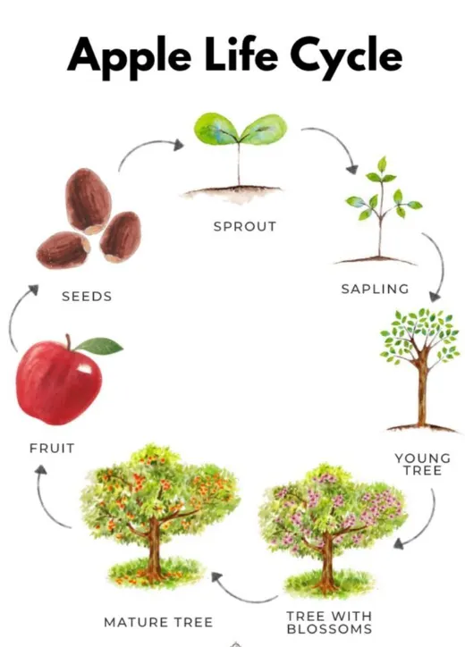 The Complete Life Cycle of an Apple Tree Growth Stages, Survival, and Secrets to Thriving Orchards