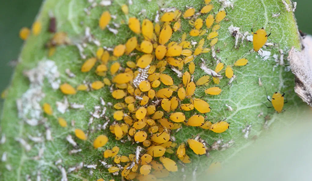 Aphid Life Cycle