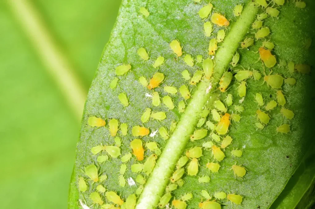 Aphid Life Cycle