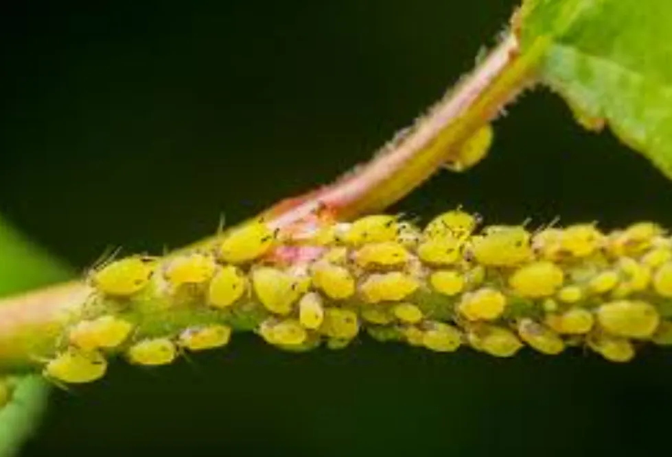 Aphid Life Cycle