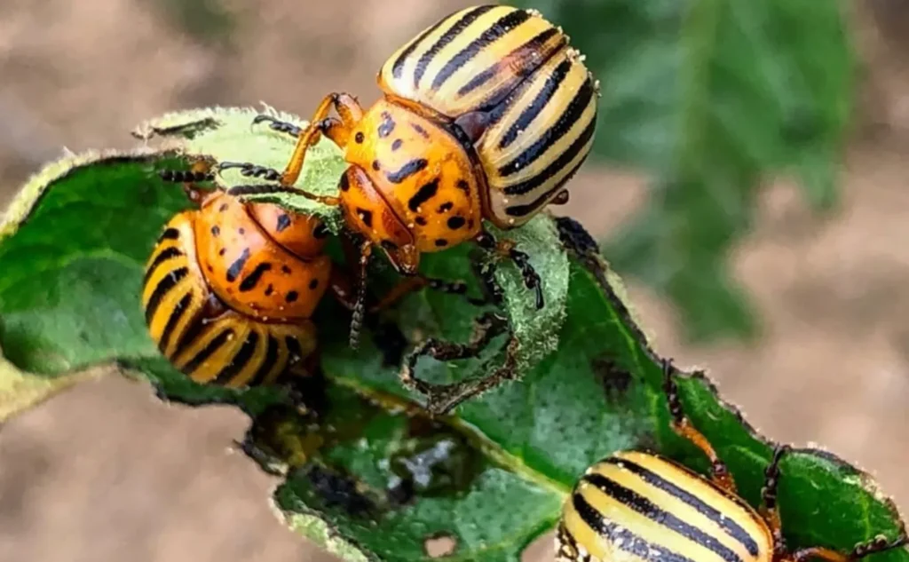 Beetle Life Cycle 