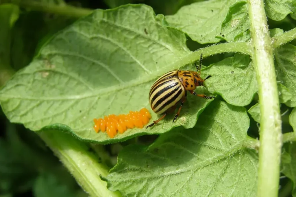 Beetle Life Cycle 