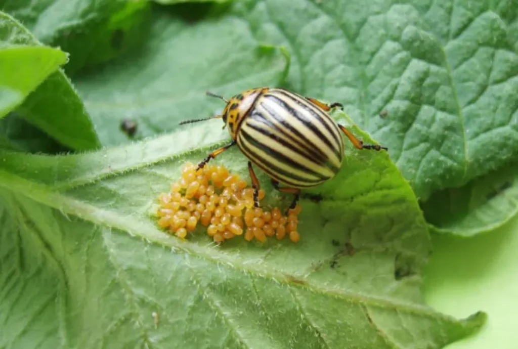 Beetle Life Cycle 