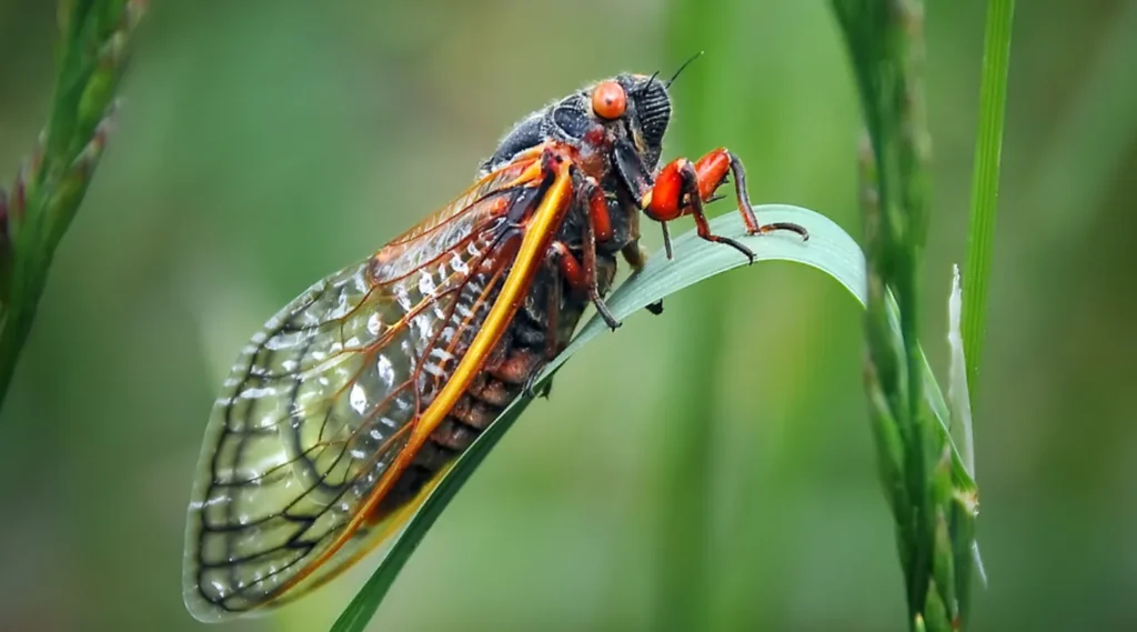 Life Cycle of a Cicada