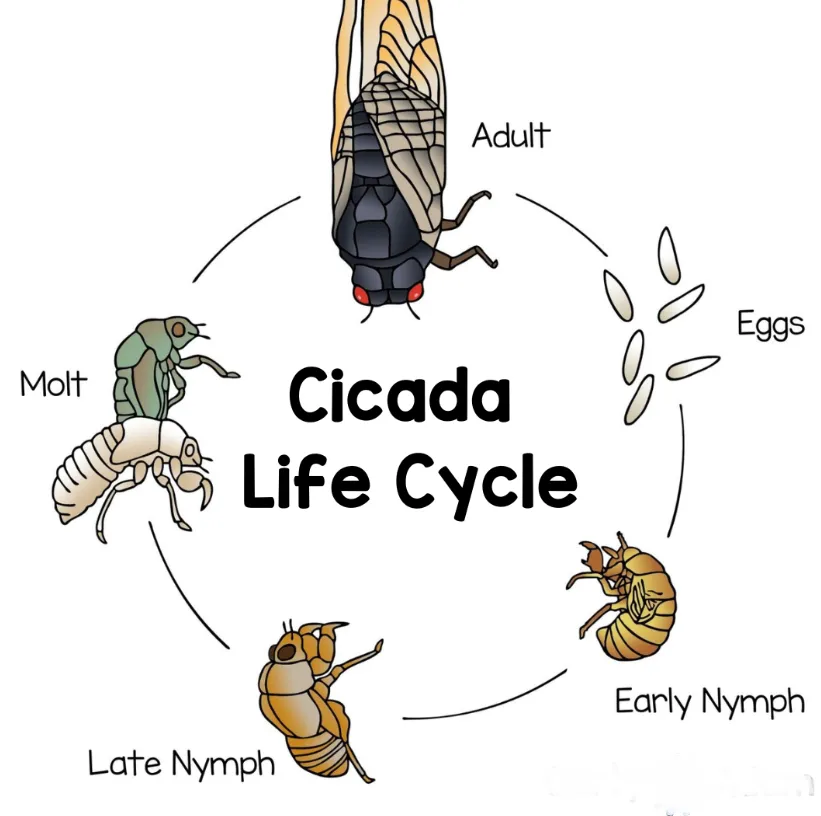 Life Cycle of a Cicada