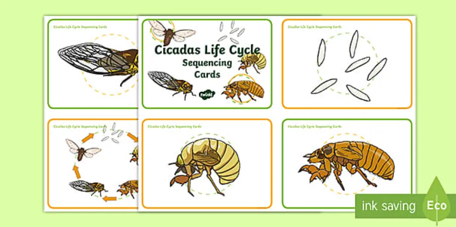 Life Cycle of a Cicada