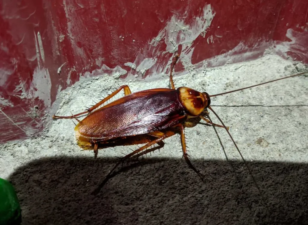 Life Cycle of a Cockroach