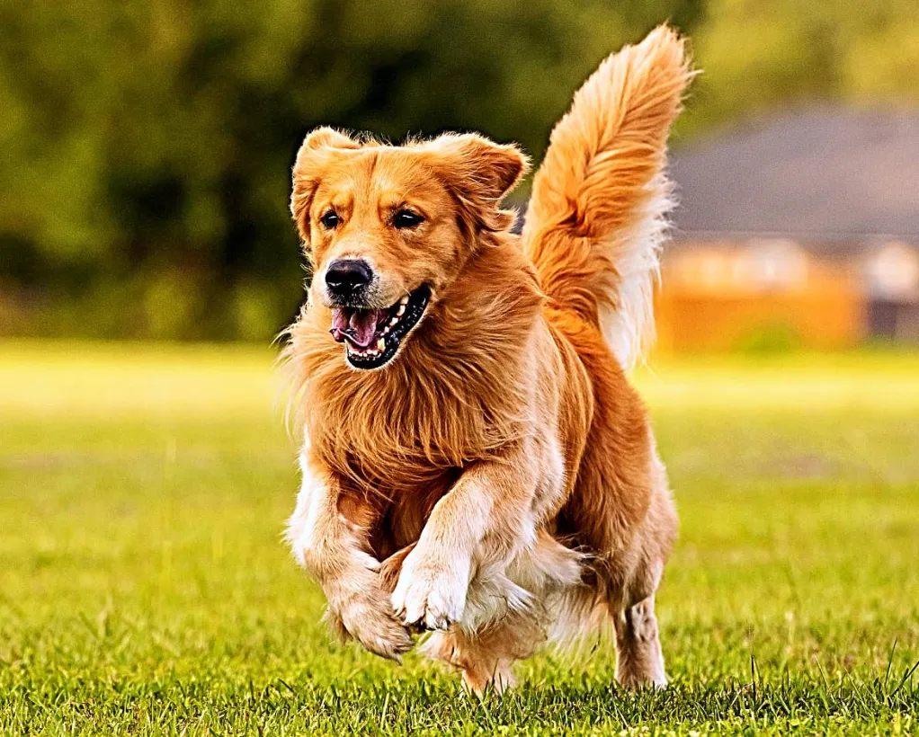 Life Cycle of a Dog