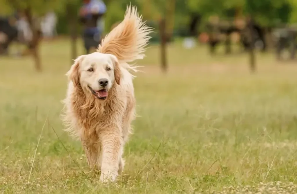Life Cycle of a Dog