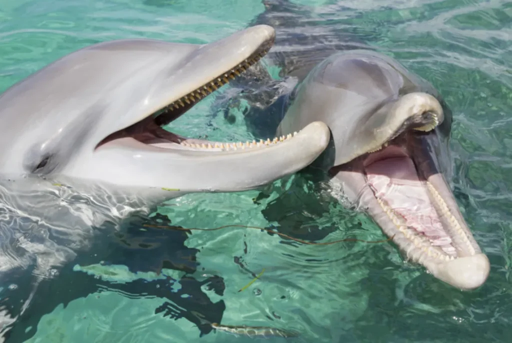 Life Cycle of a Dolphin