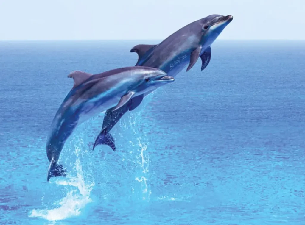 Life Cycle of a Dolphin
