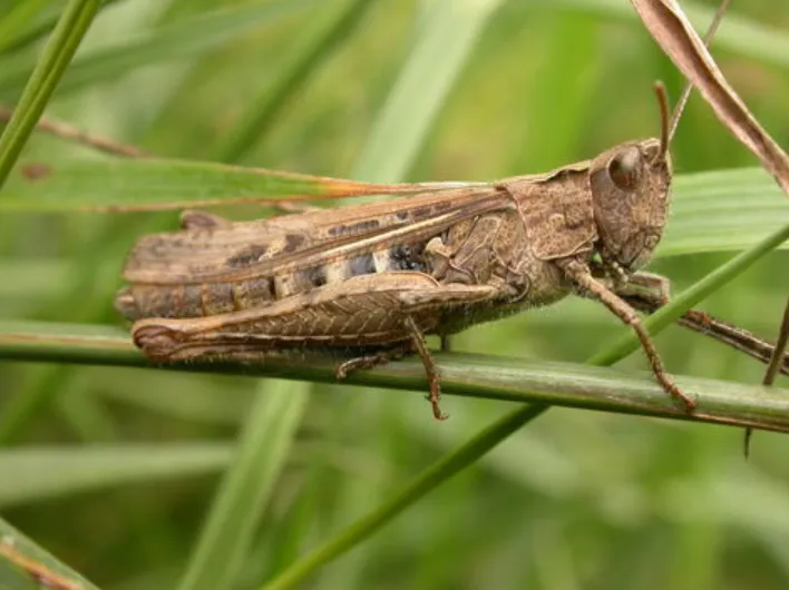Life Cycle of a Grasshopper