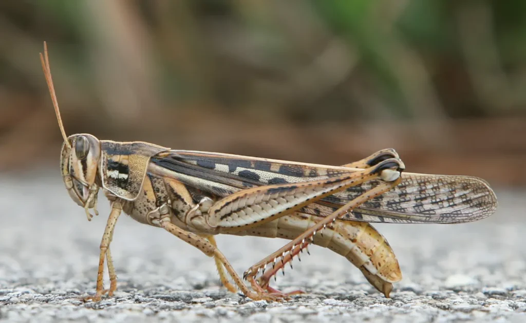 Life Cycle of a Grasshopper