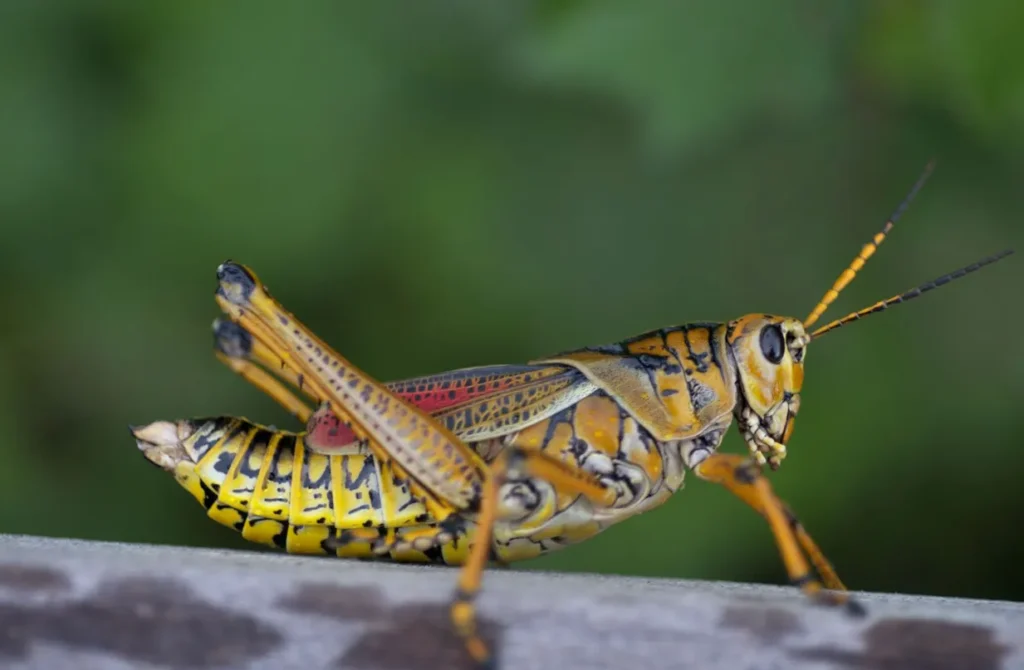 Life Cycle of a Grasshopper