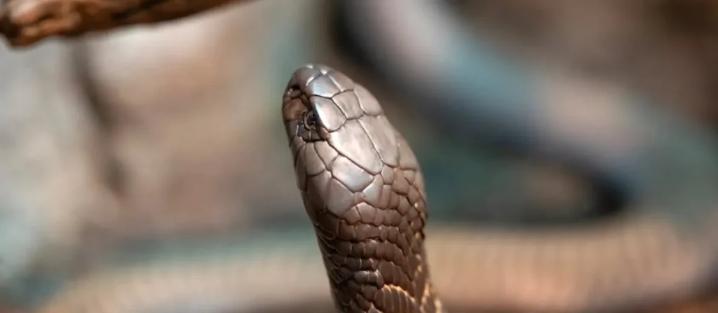 Life Cycle of a Snake