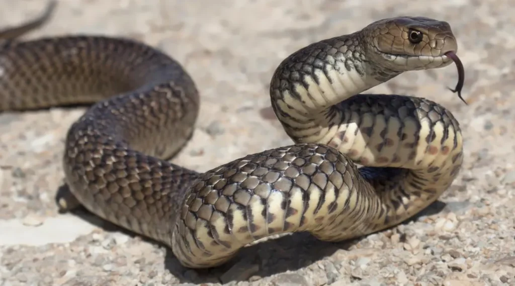 Life Cycle of a Snake