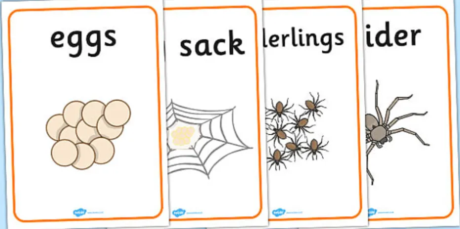 Life Cycle of a Spider