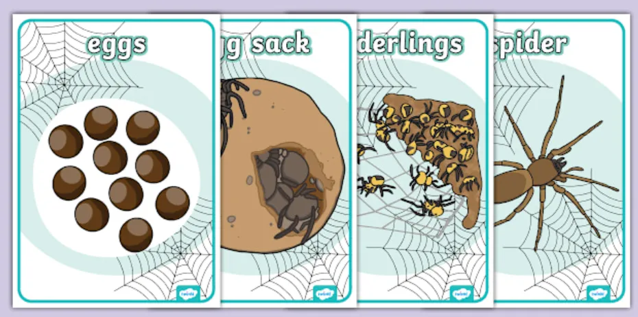 Life Cycle of a Spider