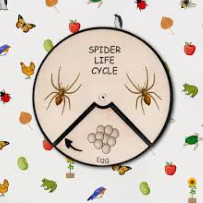 Life Cycle of a Spider