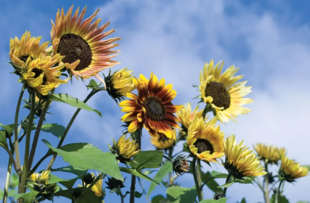 Life Cycle of a Sunflower