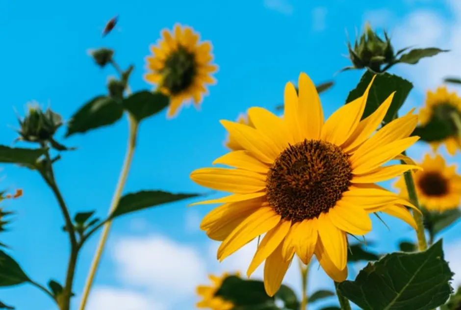 Life Cycle of a Sunflower