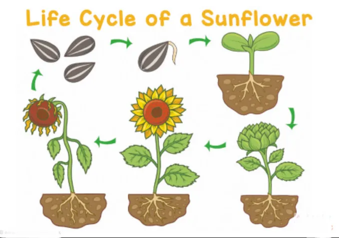 Life Cycle of a Sunflower