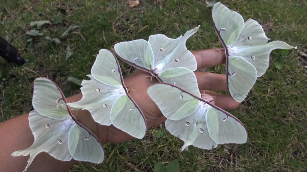 Luna Moth Life Cycle