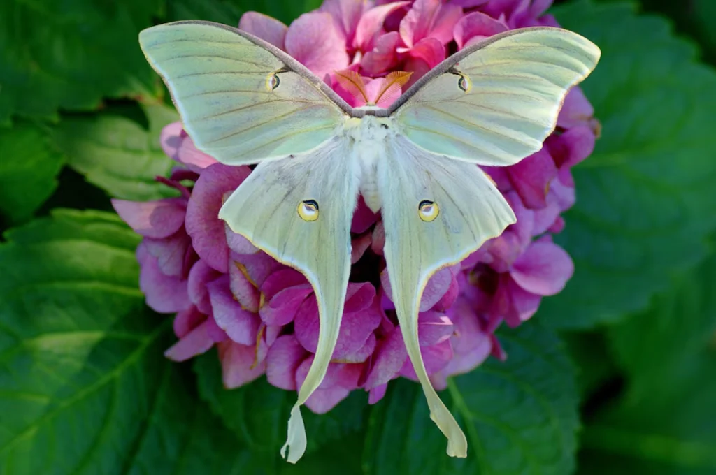 Luna Moth Life Cycle