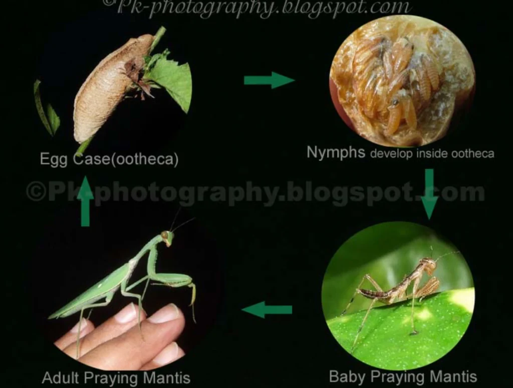 Mantis Life Cycle