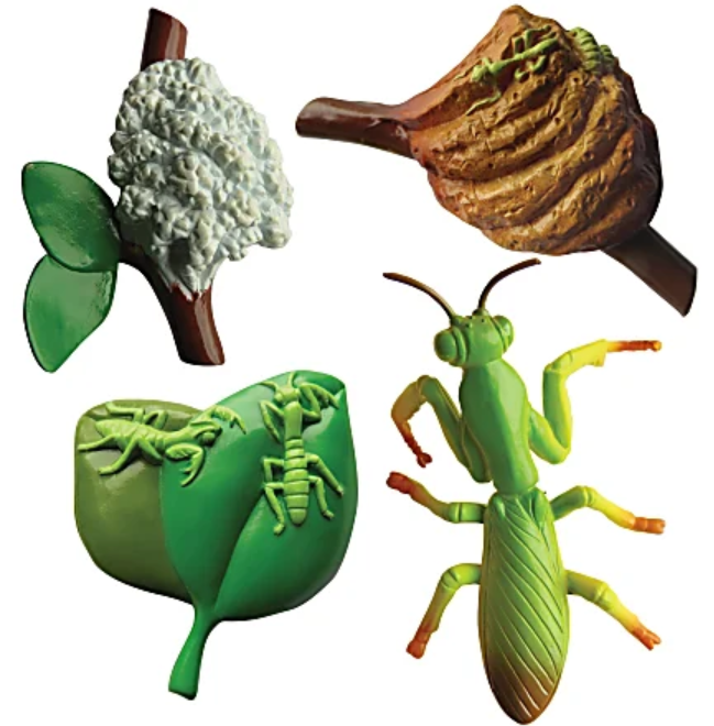 Mantis Life Cycle
