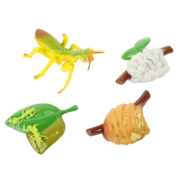 Mantis Life Cycle