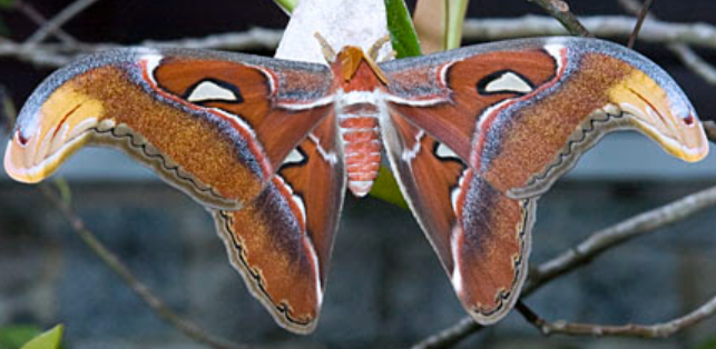 Moths Life Cycle